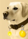 Luz Seguridad Mascotas KIRK