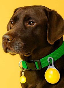 Luz Seguridad Mascotas KIRK