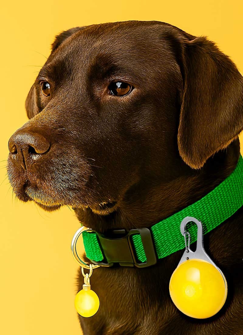 Luz Seguridad Mascotas KIRK