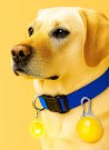 Luz Seguridad Mascotas KIRK